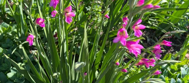 TENNISFERIEN 2026 MERAN SÜDTIROL (IT)